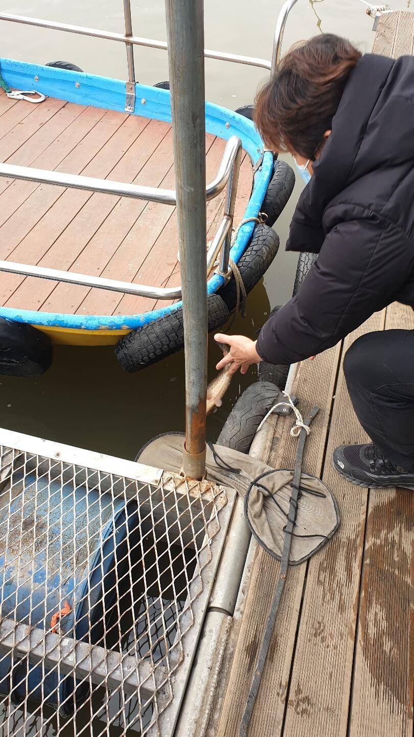 고삼지 최상류권 사짜붕어외 덩어리들 움직임 (유료터정보 - 유료터점주조황)