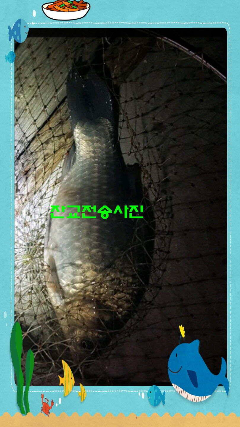 신원낚시터 토종대물 4짜 소식입니다 (유료터정보 - 유료터점주조황)