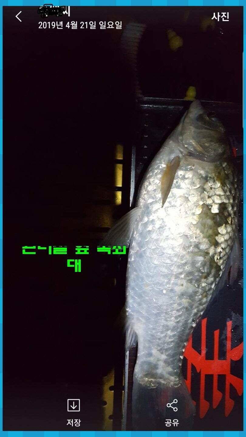 신원낚시터 올해 첫 토종대물 45짜리 소식입니다 (유료터정보 - 유료터점주조황)