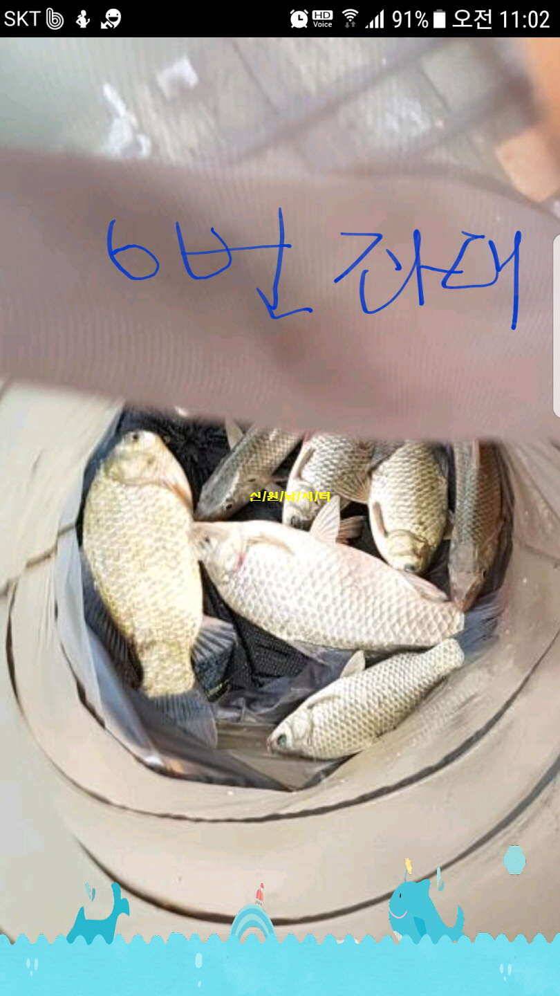 신원낚시터8월둘쨋주 조황소식입니다 (유료터정보 - 유료터점주조황)