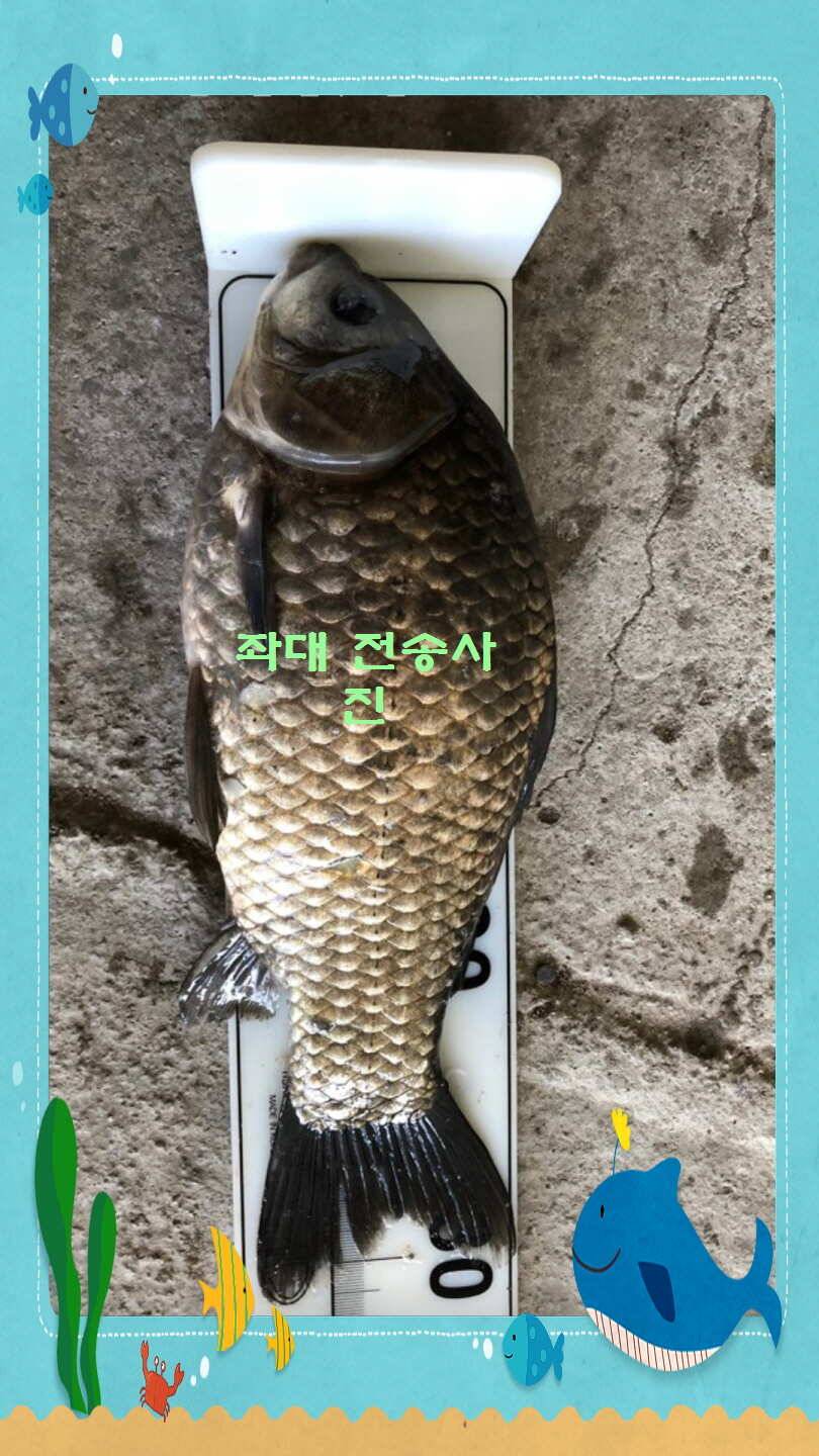 신원낚시터 12월 11일 토종붕어 방류 동영상 입니다 (유료터정보 - 유료터점주조황)
