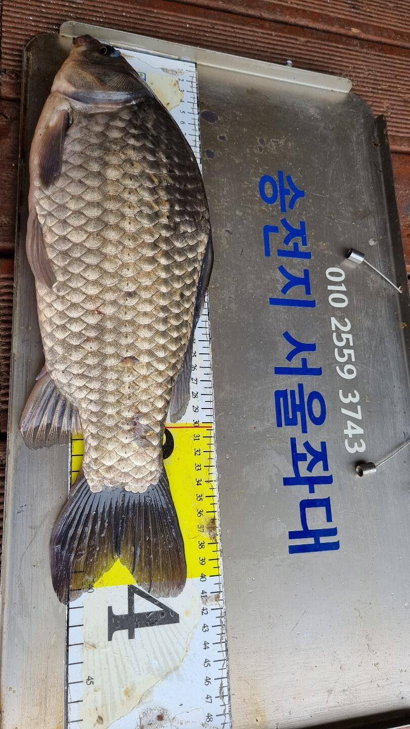 송전지서울좌대5월19일조황 (유료터정보 - 유료터점주조황)