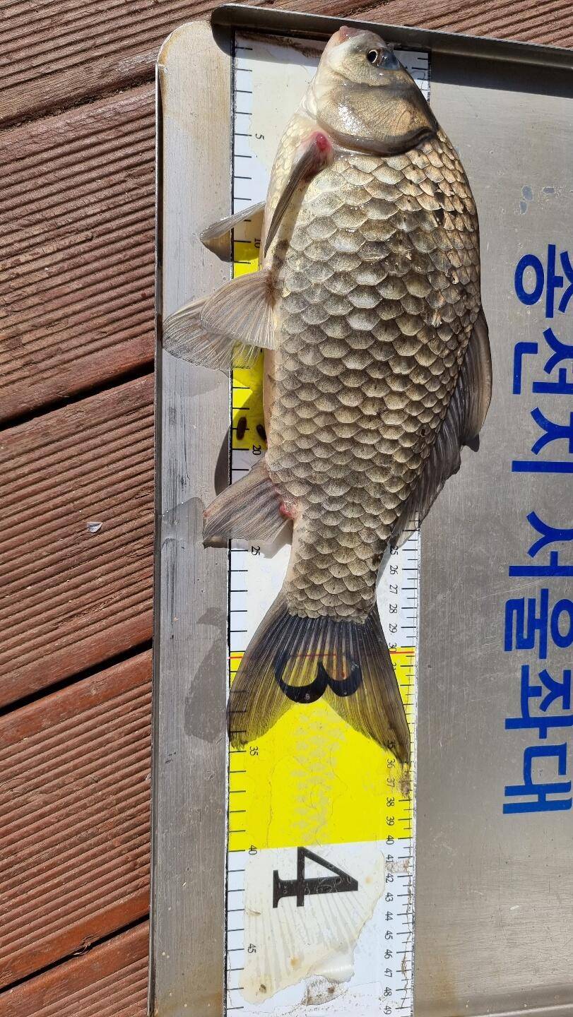 송전지서울좌대5월15일조황 (유료터정보 - 유료터점주조황)