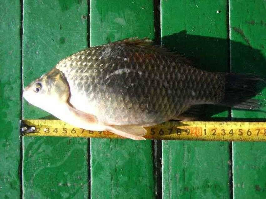 ★ 조선일보 마라톤 과 월척 32cm ★ (유료터정보 - 유료터점주조황)