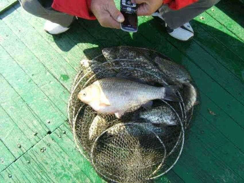 ★ 조선일보 마라톤 과 월척 32cm ★ (유료터정보 - 유료터점주조황)