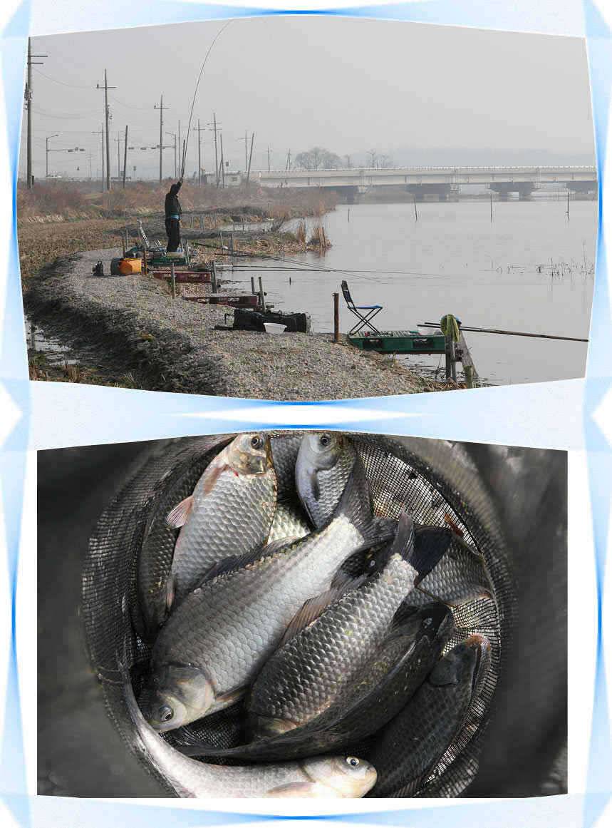 ■■■ 노진낚시터 노지 붕어산란 시작 ■■■ (유료터정보 - 유료터점주조황)