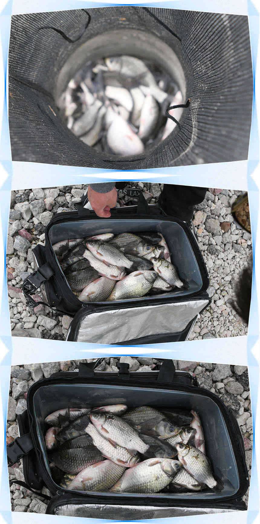 ■■■ 노진낚시터 거센 봄바람을 이기고 대박행진 ■■■ (유료터정보 - 유료터점주조황)