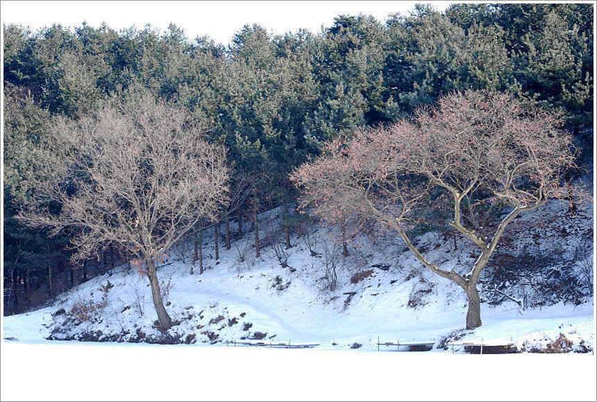 겨울과 봄의 공존 (유료터정보 - 유료터점주조황)