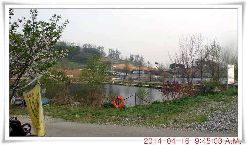 충남 아산 월선낚시터 4월 16일자 조황정보 (유료터정보 - 유료터점주조황)