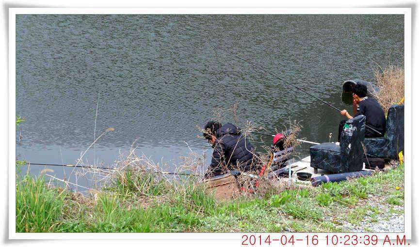 충남 아산 월선낚시터 4월 16일자 조황정보 (유료터정보 - 유료터점주조황)