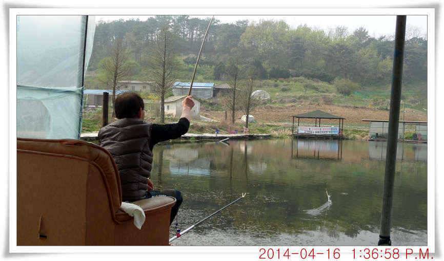 충남 아산 월선낚시터 4월 16일자 조황정보 (유료터정보 - 유료터점주조황)