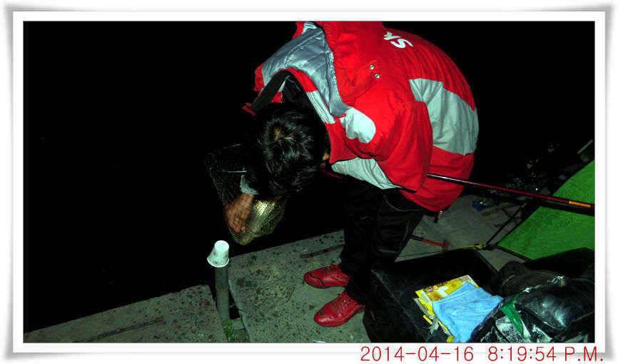 충남 아산 월선낚시터 4월 16일자 조황정보 (유료터정보 - 유료터점주조황)