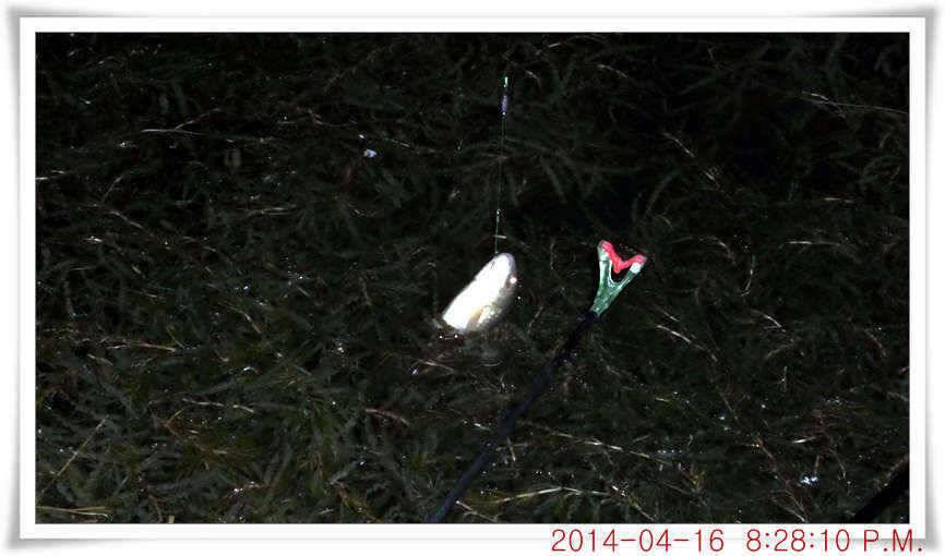 충남 아산 월선낚시터 4월 16일자 조황정보 (유료터정보 - 유료터점주조황)
