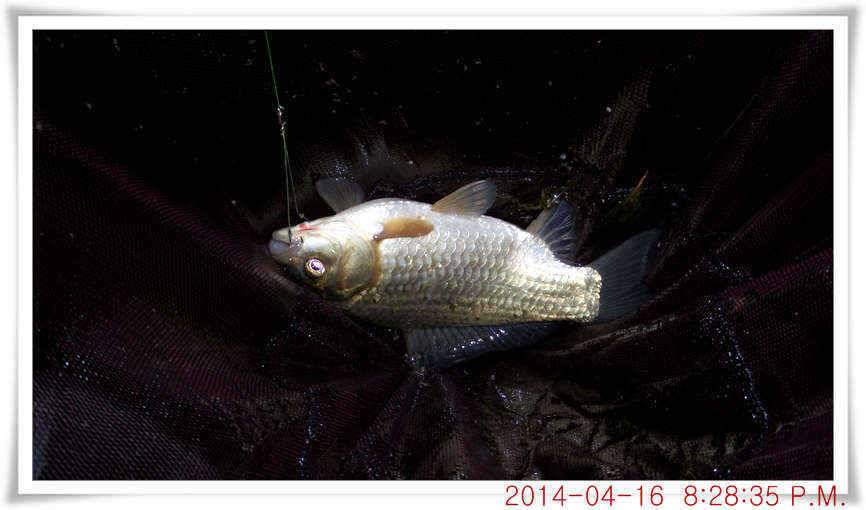 충남 아산 월선낚시터 4월 16일자 조황정보 (유료터정보 - 유료터점주조황)