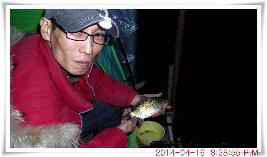 충남 아산 월선낚시터 4월 16일자 조황정보 (유료터정보 - 유료터점주조황)