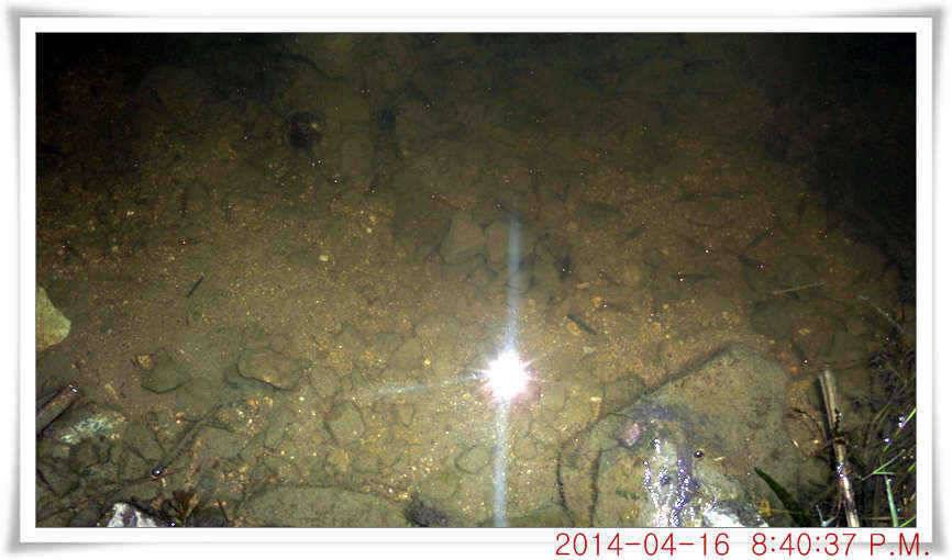 충남 아산 월선낚시터 4월 16일자 조황정보 (유료터정보 - 유료터점주조황)