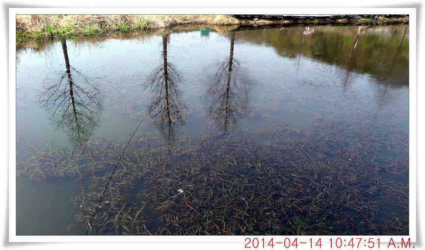 충남 아산 월선낚시터 4월 14일자 조황정보 (유료터정보 - 유료터점주조황)
