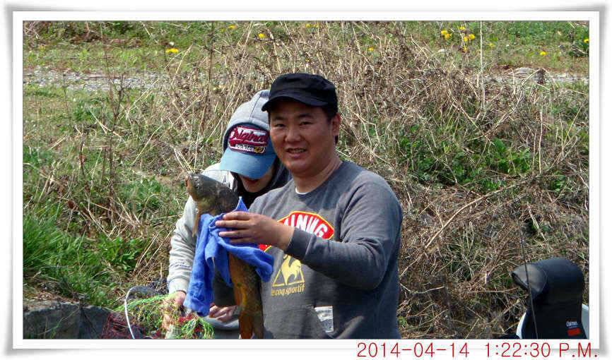 충남 아산 월선낚시터 4월 14일자 조황정보 (유료터정보 - 유료터점주조황)