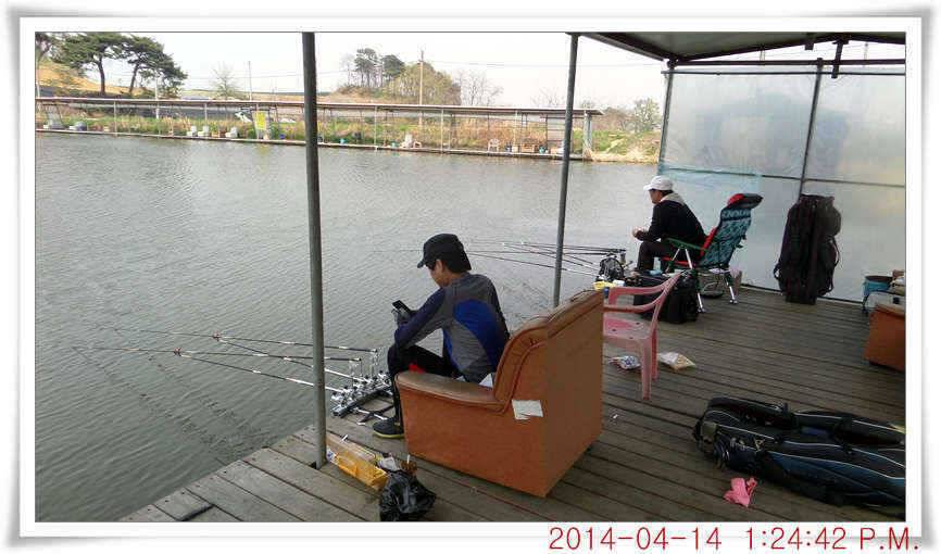 충남 아산 월선낚시터 4월 14일자 조황정보 (유료터정보 - 유료터점주조황)