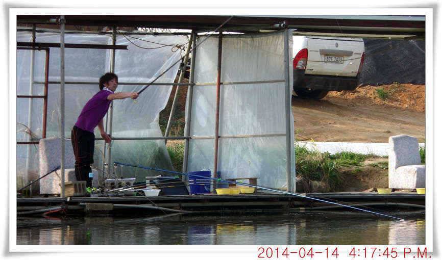 충남 아산 월선낚시터 4월 14일자 조황정보 (유료터정보 - 유료터점주조황)