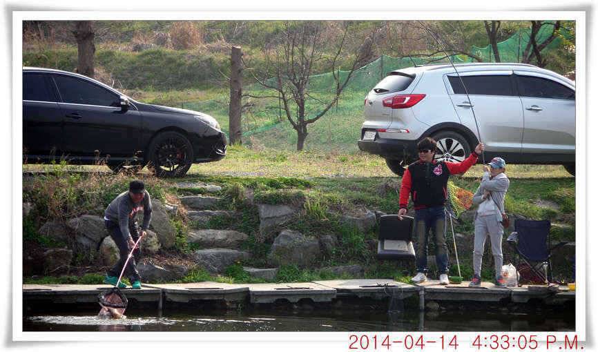 충남 아산 월선낚시터 4월 14일자 조황정보 (유료터정보 - 유료터점주조황)