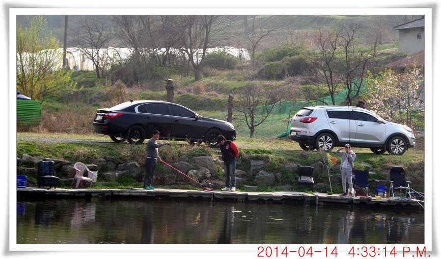 충남 아산 월선낚시터 4월 14일자 조황정보 (유료터정보 - 유료터점주조황)
