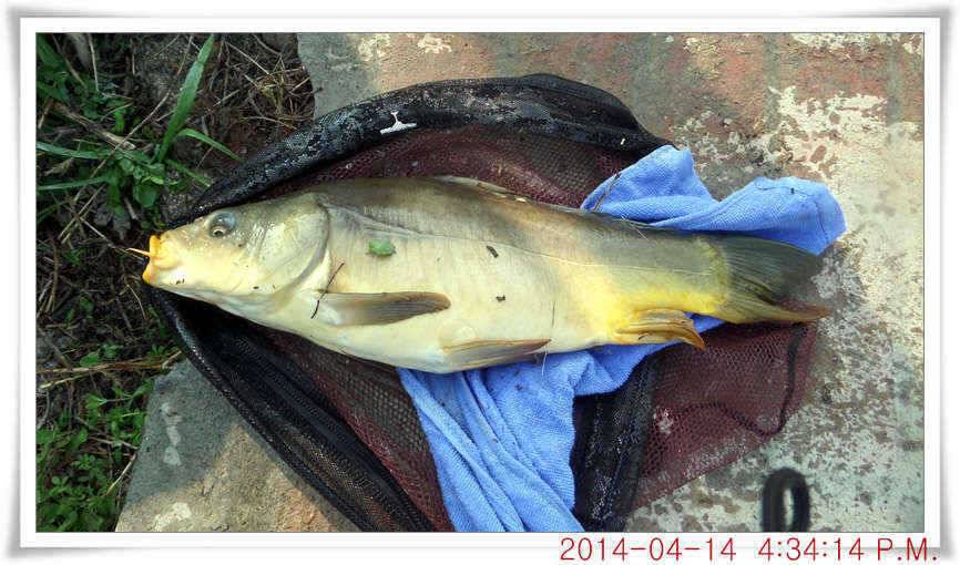 충남 아산 월선낚시터 4월 14일자 조황정보 (유료터정보 - 유료터점주조황)