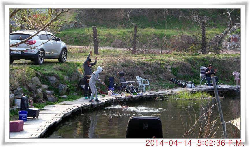 충남 아산 월선낚시터 4월 14일자 조황정보 (유료터정보 - 유료터점주조황)