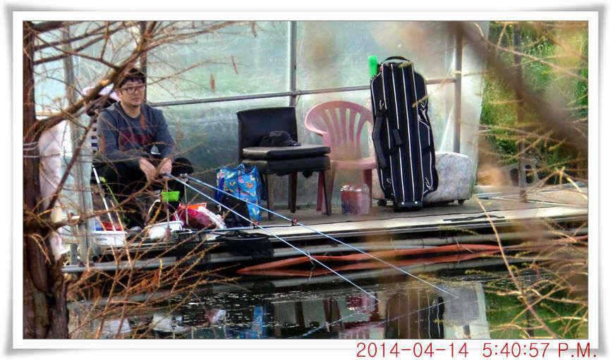 충남 아산 월선낚시터 4월 14일자 조황정보 (유료터정보 - 유료터점주조황)