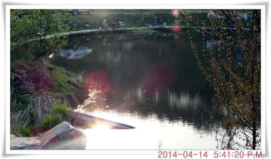 충남 아산 월선낚시터 4월 14일자 조황정보 (유료터정보 - 유료터점주조황)