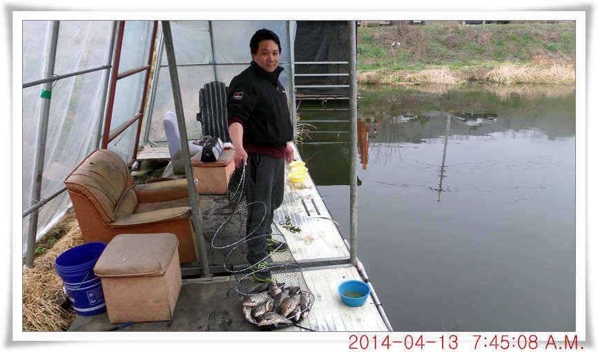 충남 아산 월선낚시터 4월 13일자 조황정보 (유료터정보 - 유료터점주조황)