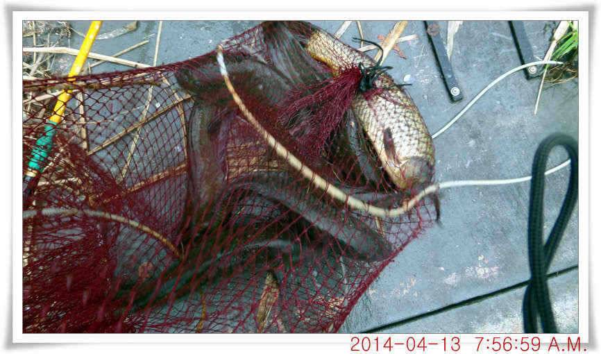 충남 아산 월선낚시터 4월 13일자 조황정보 (유료터정보 - 유료터점주조황)