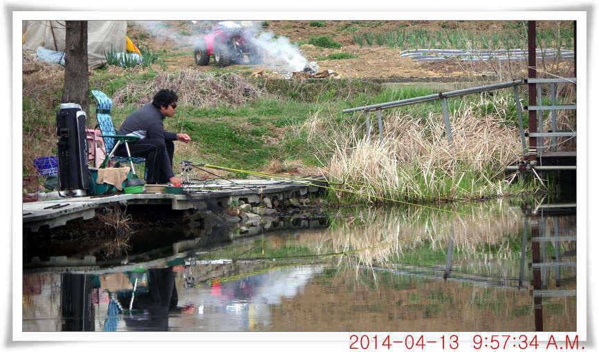충남 아산 월선낚시터 4월 13일자 조황정보 (유료터정보 - 유료터점주조황)
