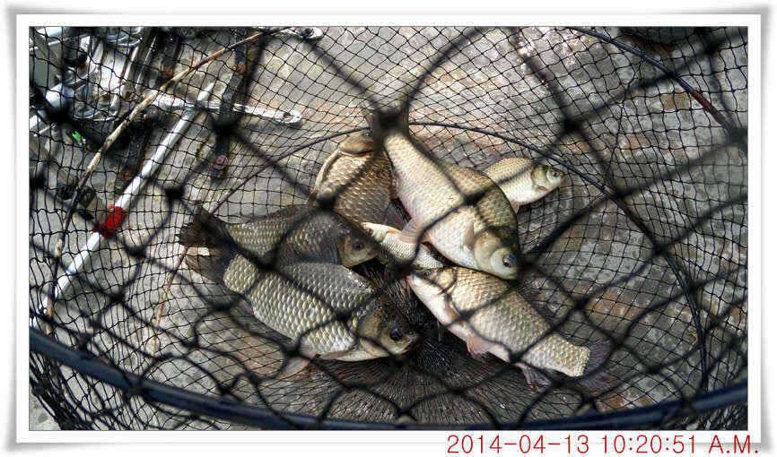 충남 아산 월선낚시터 4월 13일자 조황정보 (유료터정보 - 유료터점주조황)