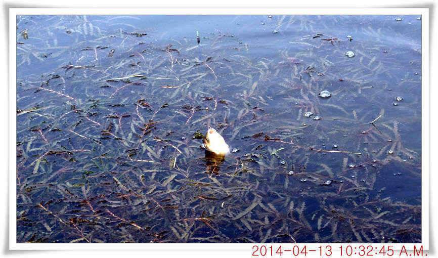 충남 아산 월선낚시터 4월 13일자 조황정보 (유료터정보 - 유료터점주조황)