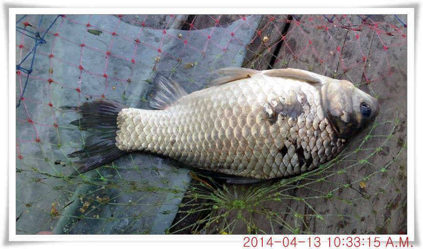 충남 아산 월선낚시터 4월 13일자 조황정보 (유료터정보 - 유료터점주조황)
