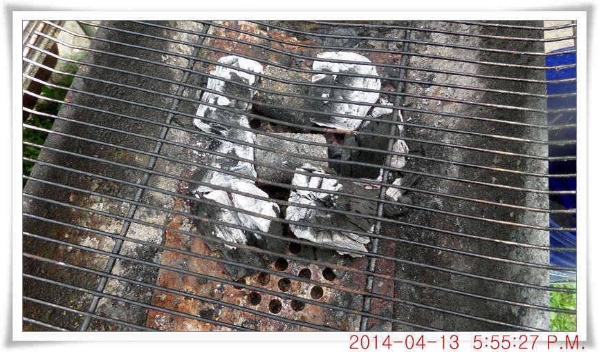 충남 아산 월선낚시터 4월 13일자 조황정보 (유료터정보 - 유료터점주조황)