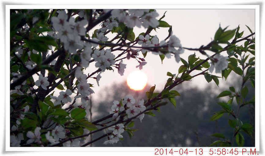 충남 아산 월선낚시터 4월 13일자 조황정보 (유료터정보 - 유료터점주조황)