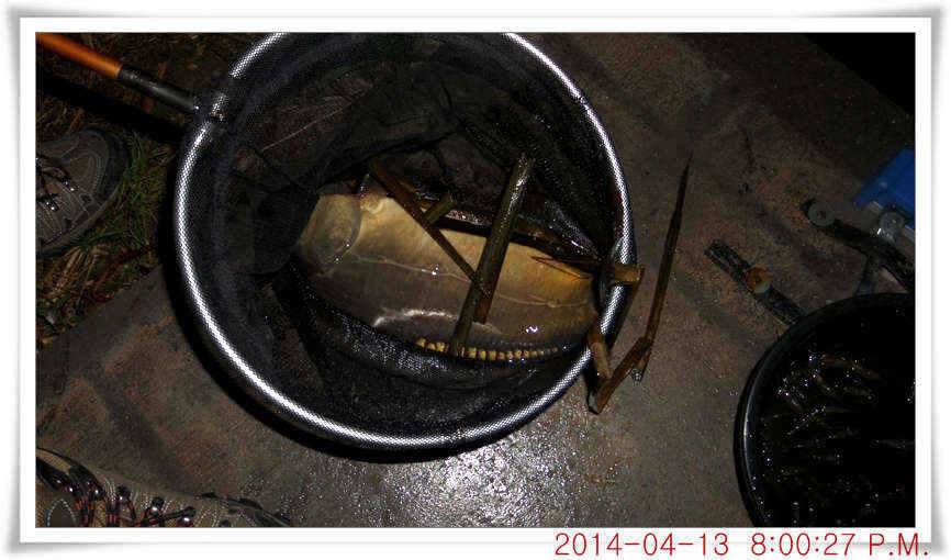 충남 아산 월선낚시터 4월 13일자 조황정보 (유료터정보 - 유료터점주조황)