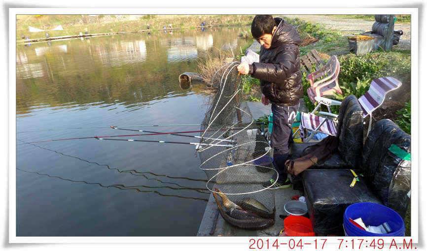 충남 아산 월선낚시터 4월 17일자 조황정보 (유료터정보 - 유료터점주조황)
