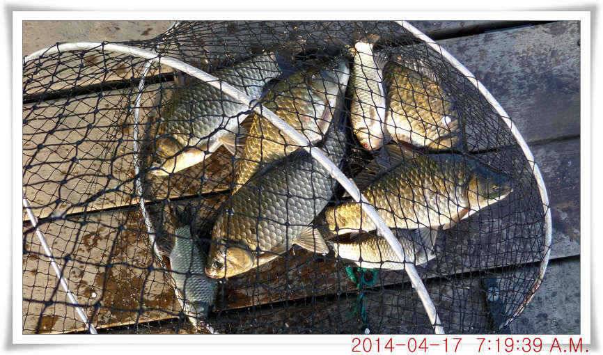 충남 아산 월선낚시터 4월 17일자 조황정보 (유료터정보 - 유료터점주조황)