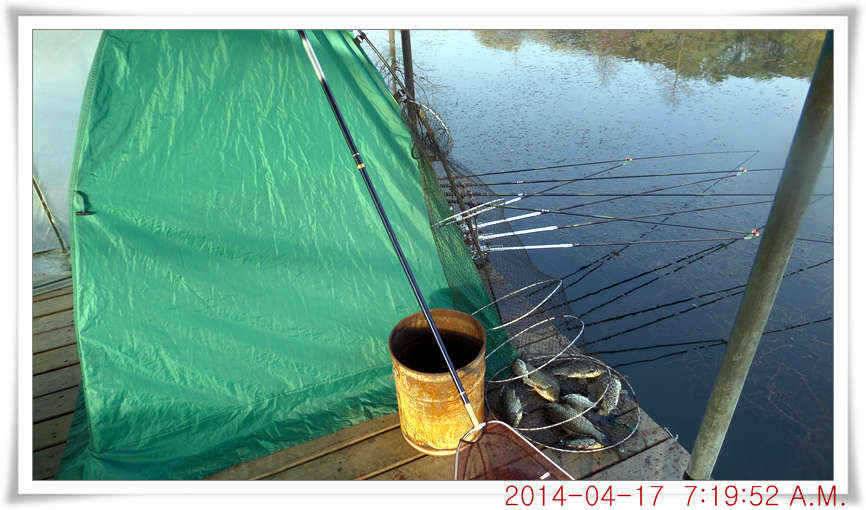 충남 아산 월선낚시터 4월 17일자 조황정보 (유료터정보 - 유료터점주조황)