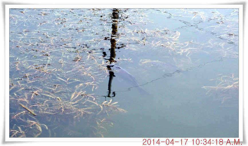 충남 아산 월선낚시터 4월 17일자 조황정보 (유료터정보 - 유료터점주조황)