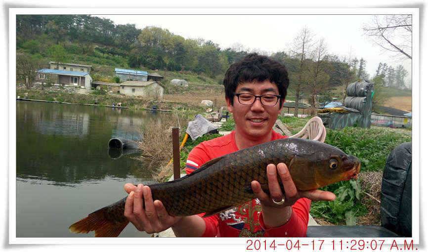 충남 아산 월선낚시터 4월 17일자 조황정보 (유료터정보 - 유료터점주조황)