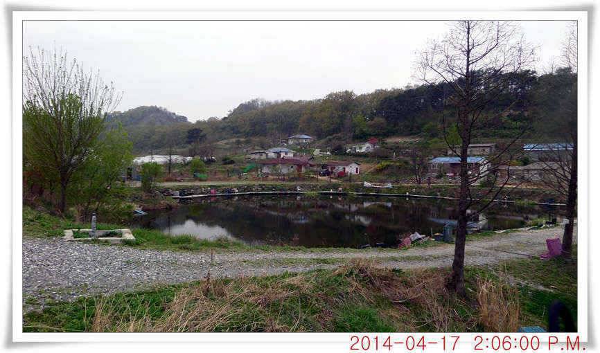 충남 아산 월선낚시터 4월 17일자 조황정보 (유료터정보 - 유료터점주조황)