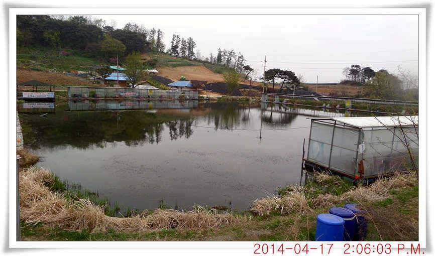 충남 아산 월선낚시터 4월 17일자 조황정보 (유료터정보 - 유료터점주조황)