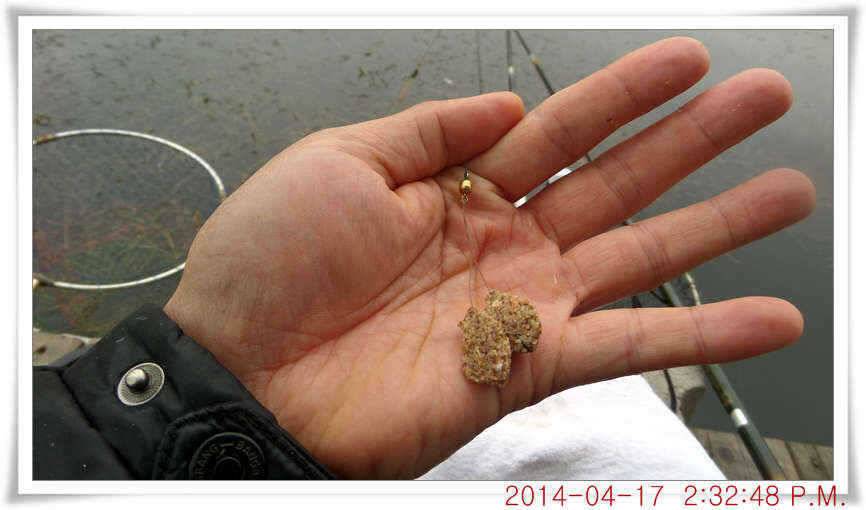 충남 아산 월선낚시터 4월 17일자 조황정보 (유료터정보 - 유료터점주조황)