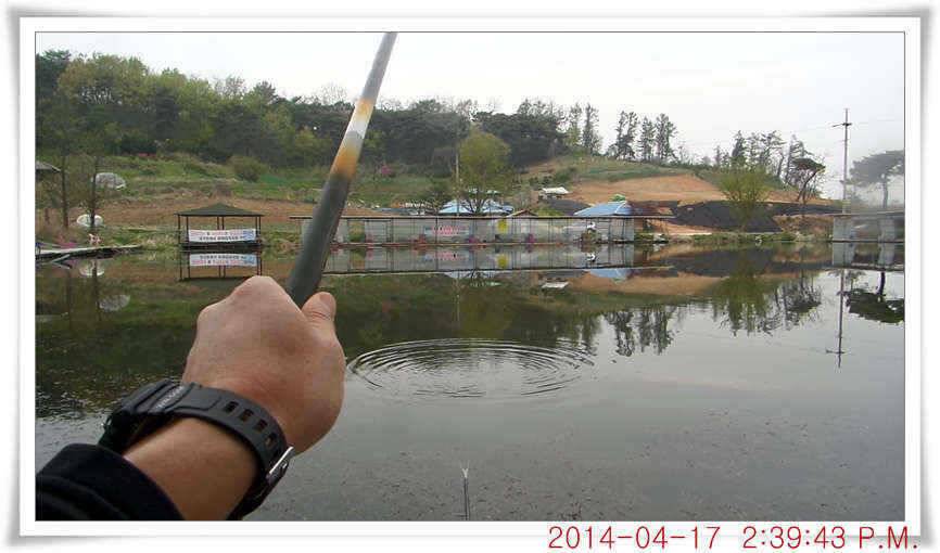 충남 아산 월선낚시터 4월 17일자 조황정보 (유료터정보 - 유료터점주조황)