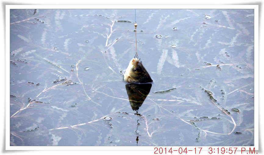 충남 아산 월선낚시터 4월 17일자 조황정보 (유료터정보 - 유료터점주조황)