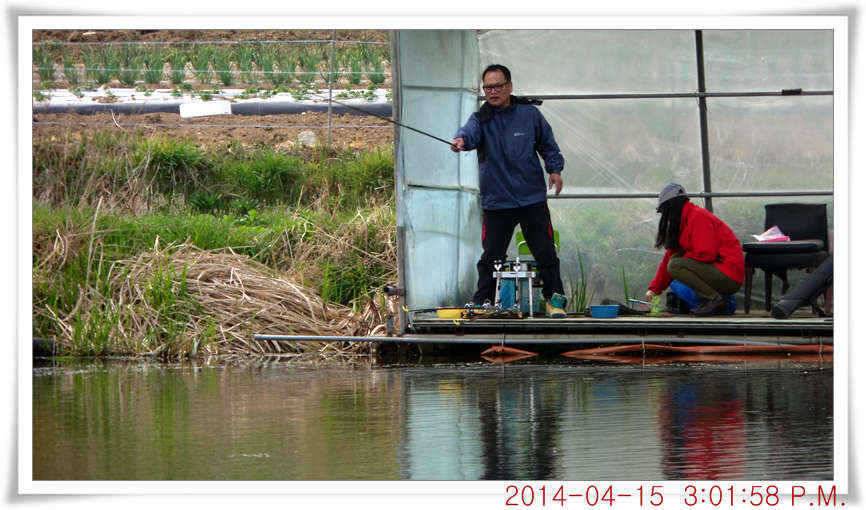 충남 아산 월선낚시터 4월 15일자 조황정보 (유료터정보 - 유료터점주조황)
